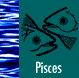 Pisces